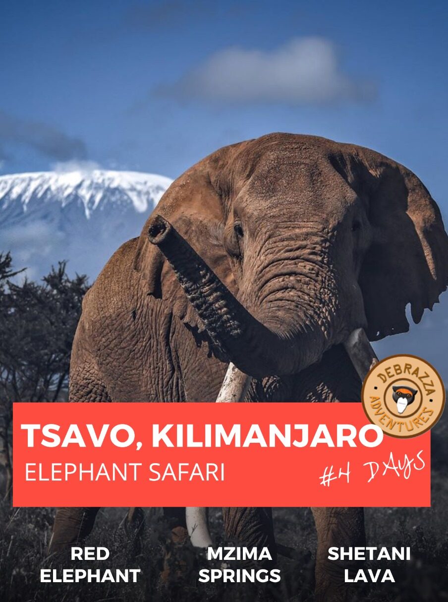 tsavo kilimanjaro safari