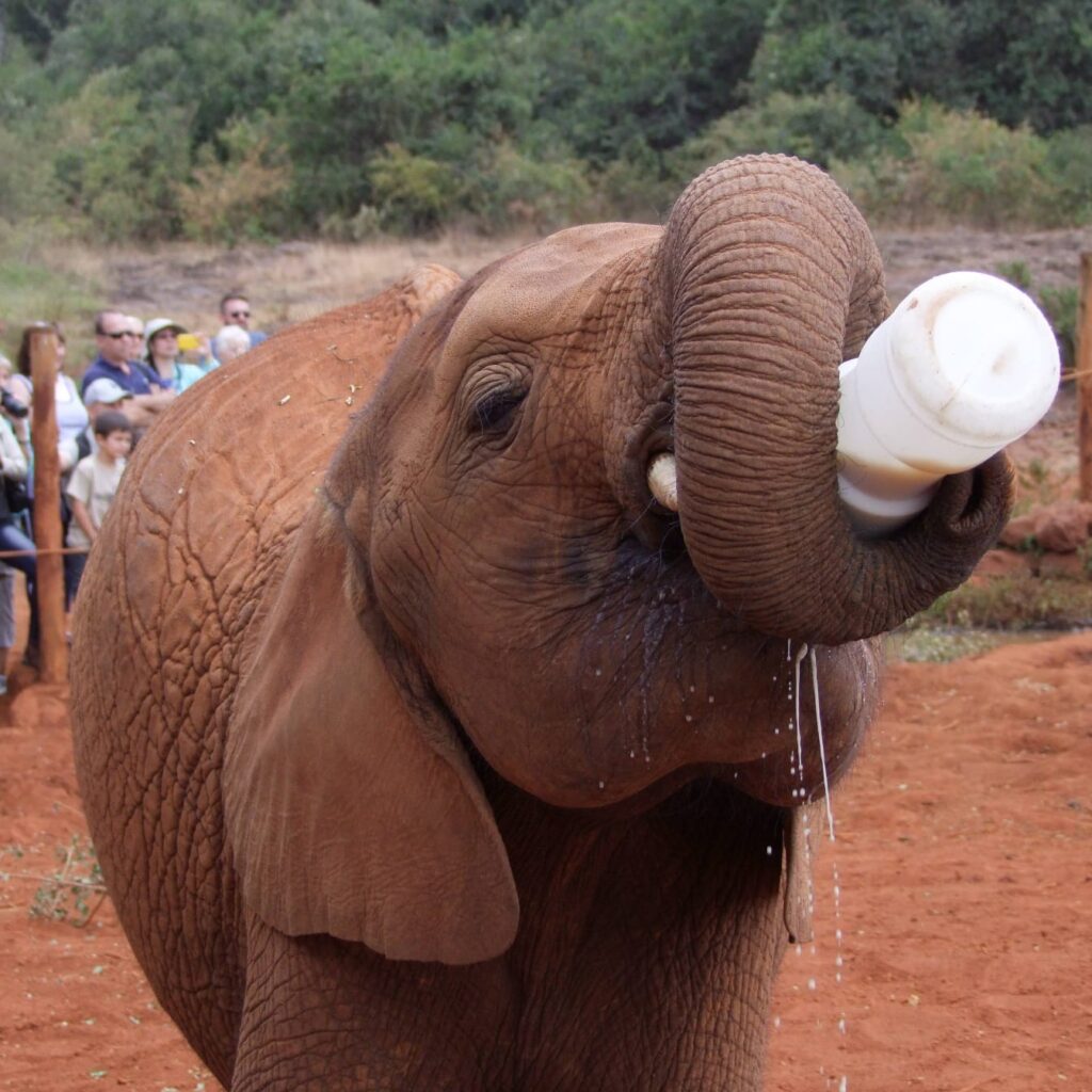 sheldricks trip