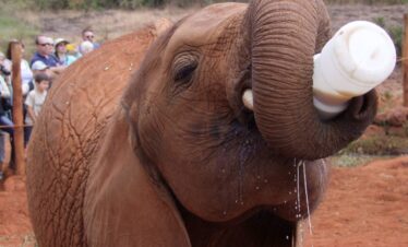 sheldricks trip