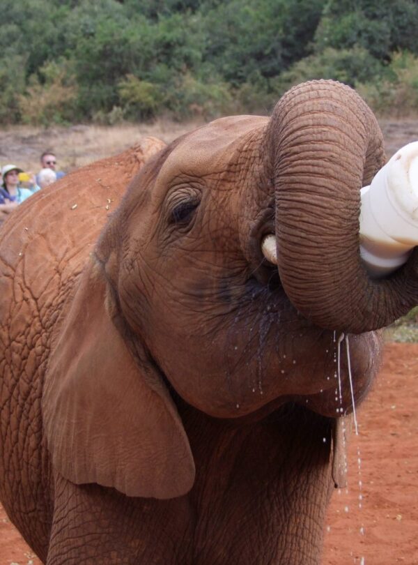sheldricks trip