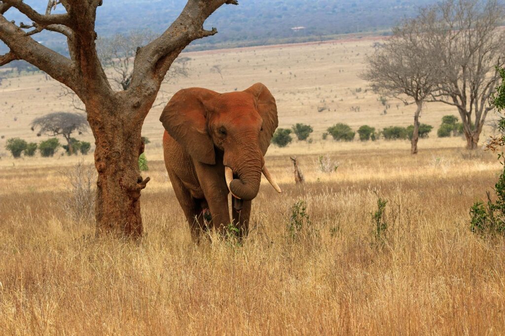 tsavo safari