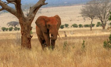tsavo safari