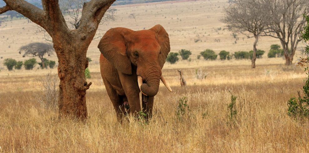 tsavo safari