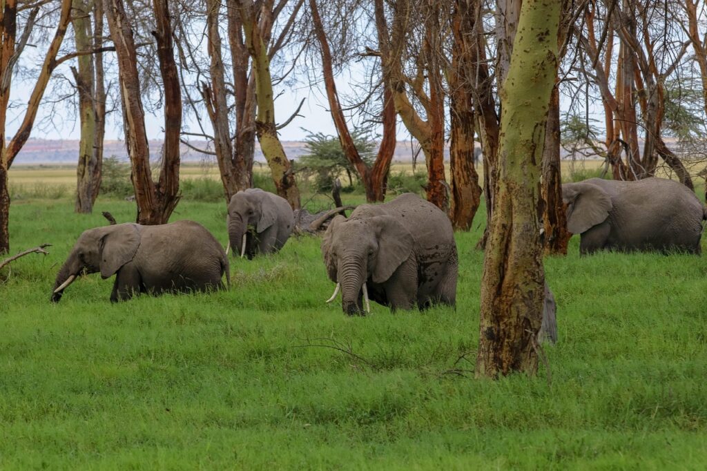 amboseli
