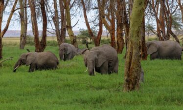 amboseli