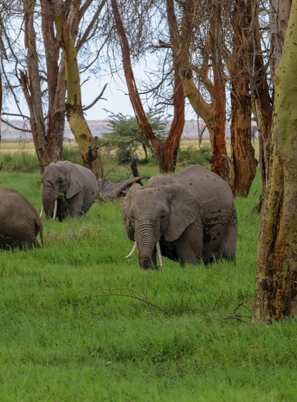 amboseli