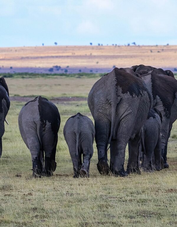amboseli safari