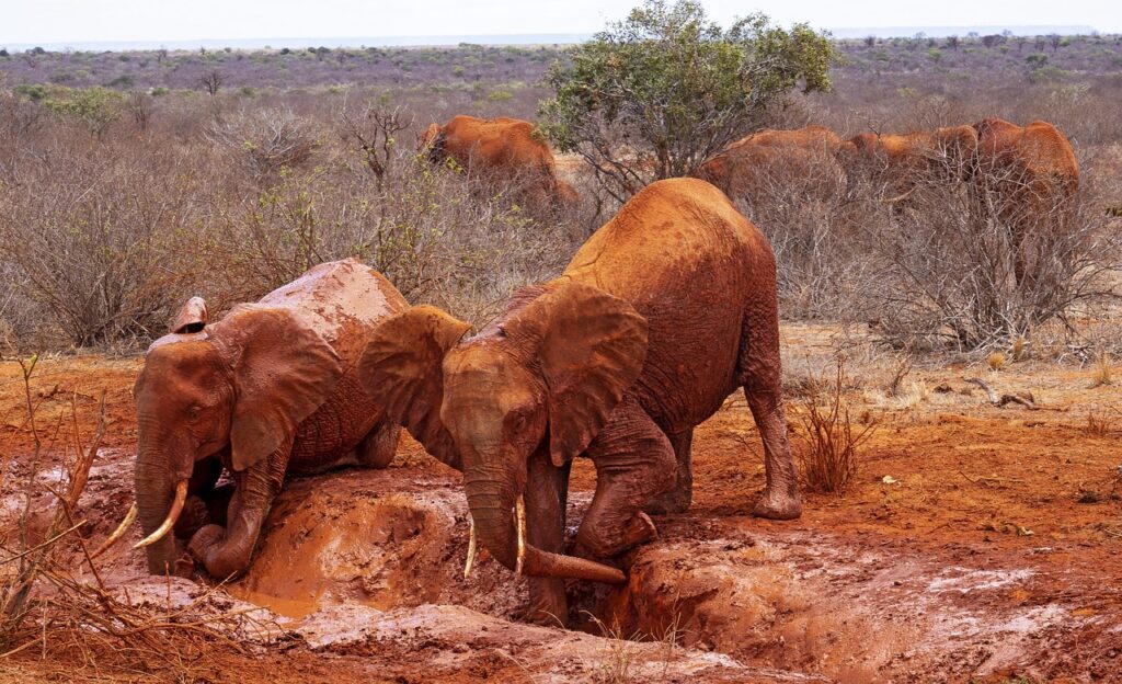tsavo safari