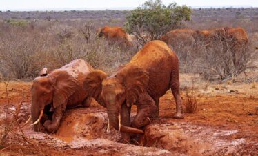 tsavo safari