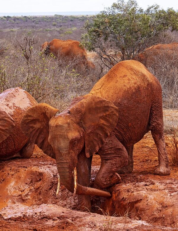 tsavo safari