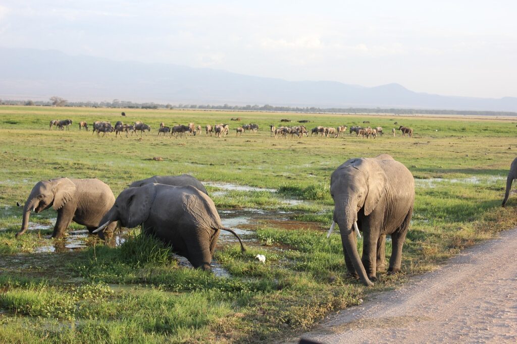 amboseli safari