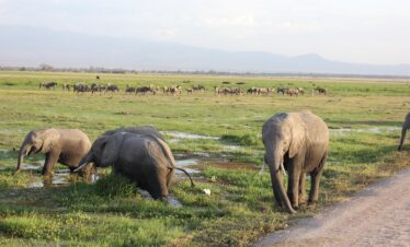 amboseli safari