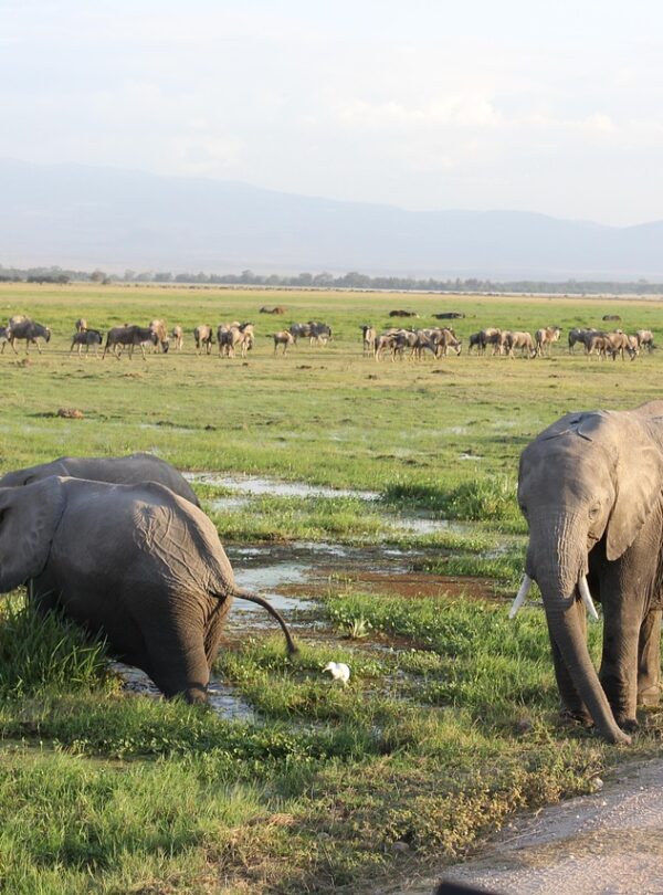 amboseli safari