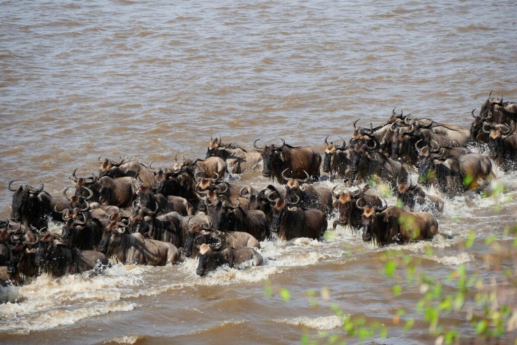wildebeest migration