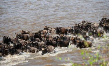 wildebeest migration