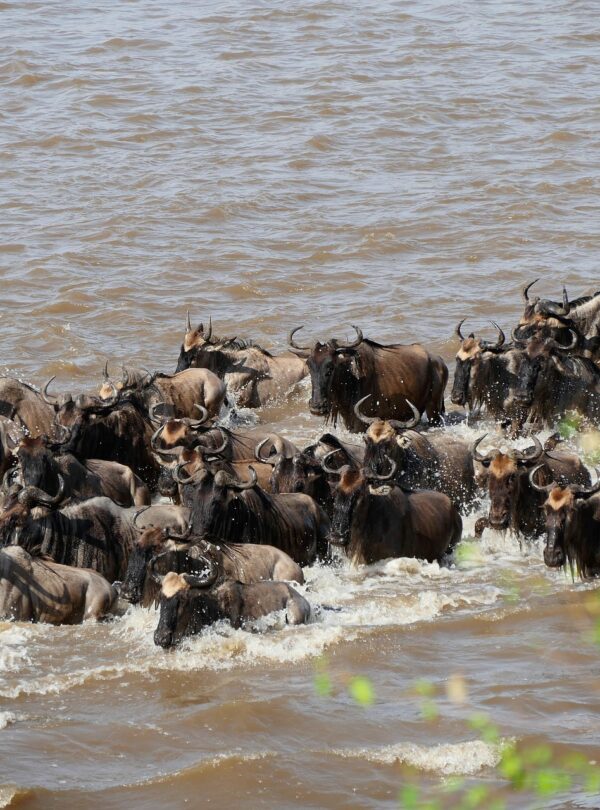 wildebeest migration